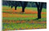 Field of Bluebonnets and Indian Paintbrush by Anonymous