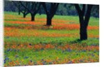 Field of Bluebonnets and Indian Paintbrush by Anonymous