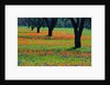 Field of Bluebonnets and Indian Paintbrush by Anonymous