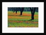 Field of Bluebonnets and Indian Paintbrush by Anonymous