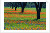 Field of Bluebonnets and Indian Paintbrush by Anonymous
