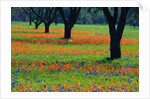 Field of Bluebonnets and Indian Paintbrush by Anonymous