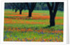 Field of Bluebonnets and Indian Paintbrush by Anonymous