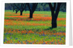 Field of Bluebonnets and Indian Paintbrush by Anonymous