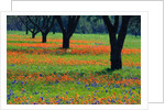 Field of Bluebonnets and Indian Paintbrush by Anonymous