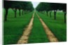 Rural Road Leading Through Trees by Anonymous