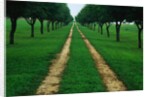 Rural Road Leading Through Trees by Anonymous
