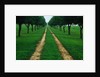 Rural Road Leading Through Trees by Anonymous
