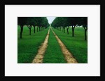 Rural Road Leading Through Trees by Anonymous