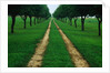 Rural Road Leading Through Trees by Anonymous