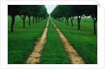 Rural Road Leading Through Trees by Anonymous