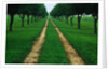 Rural Road Leading Through Trees by Anonymous