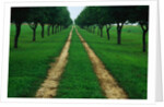 Rural Road Leading Through Trees by Anonymous
