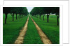 Rural Road Leading Through Trees by Anonymous