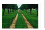 Rural Road Leading Through Trees by Anonymous
