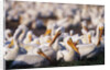 White Pelicans Nesting by Anonymous