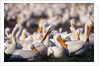 White Pelicans Nesting by Anonymous