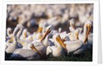 White Pelicans Nesting by Anonymous
