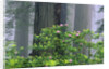 Rhododendrons and Redwoods by Anonymous