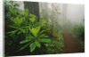 Rhododendrons and Forest Trail by Anonymous