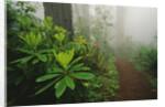 Rhododendrons and Forest Trail by Anonymous