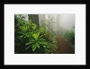 Rhododendrons and Forest Trail by Anonymous