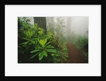 Rhododendrons and Forest Trail by Anonymous