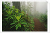 Rhododendrons and Forest Trail by Anonymous