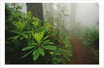 Rhododendrons and Forest Trail by Anonymous