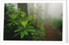 Rhododendrons and Forest Trail by Anonymous