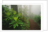 Rhododendrons and Forest Trail by Anonymous