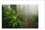 Rhododendrons and Forest Trail by Anonymous