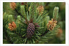 Lodgepole Pine Branch with Cones by Anonymous