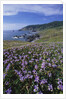 Oregon Coast and Douglas Iris by Anonymous