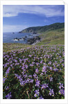 Oregon Coast and Douglas Iris by Anonymous