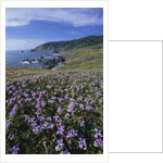 Oregon Coast and Douglas Iris by Anonymous