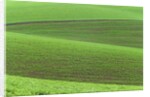 Pea Fields by Anonymous