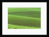 Pea Fields by Anonymous