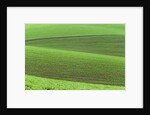 Pea Fields by Anonymous