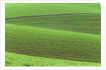 Pea Fields by Anonymous