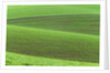 Pea Fields by Anonymous