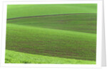 Pea Fields by Anonymous