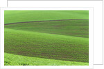 Pea Fields by Anonymous