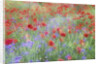 Field of Red Poppies and Bachelor Buttons by Anonymous