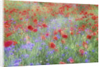 Field of Red Poppies and Bachelor Buttons by Anonymous