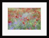 Field of Red Poppies and Bachelor Buttons by Anonymous