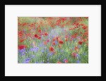 Field of Red Poppies and Bachelor Buttons by Anonymous