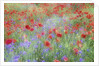 Field of Red Poppies and Bachelor Buttons by Anonymous
