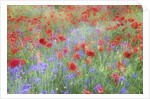Field of Red Poppies and Bachelor Buttons by Anonymous
