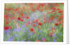Field of Red Poppies and Bachelor Buttons by Anonymous